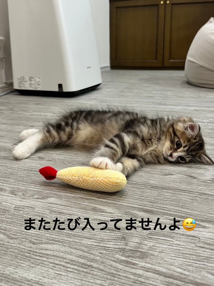 横になる猫