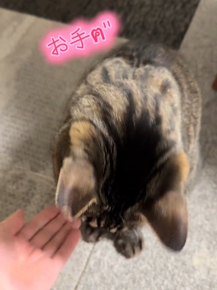 人の手を見る猫
