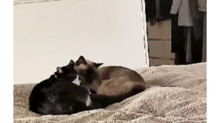 ベッドにいる猫たち