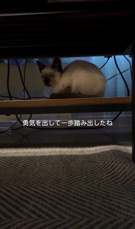 家に入ってきた猫