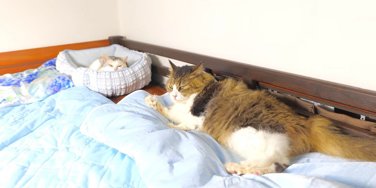 水色の冷感グッズを利用して寛ぐ2匹の猫