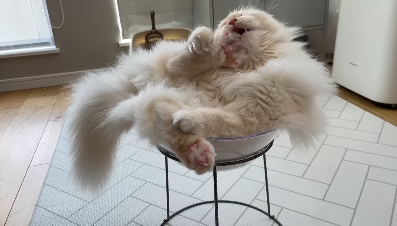 寛ぐおこめちゃん