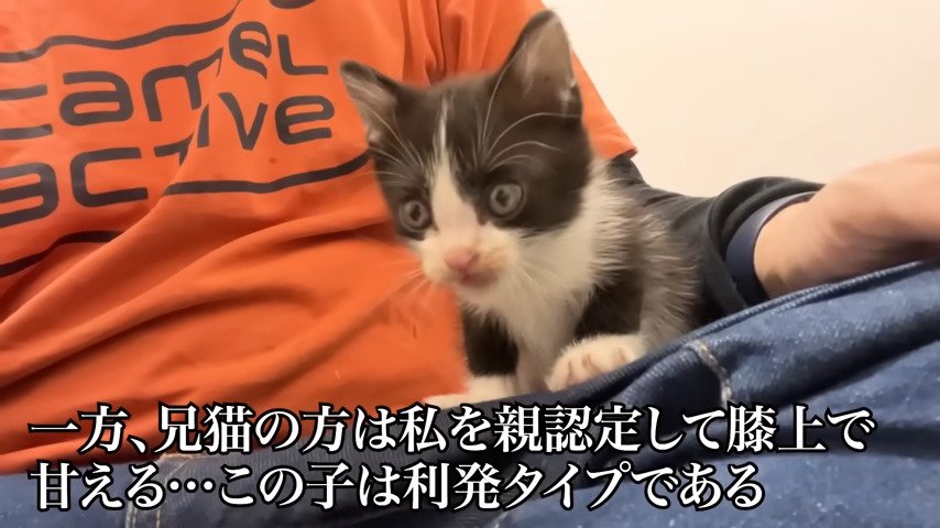保護主さんの膝に乗る兄猫