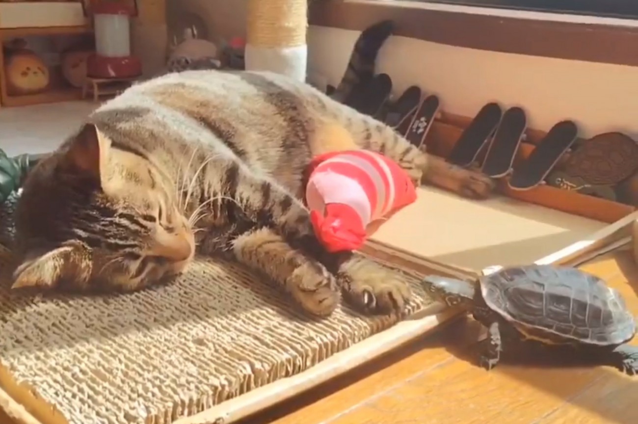 顔を近づける亀