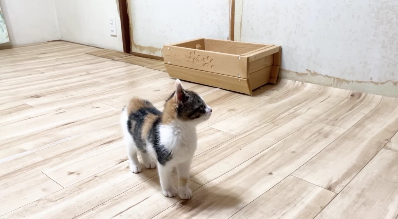 パトロール開始。空中を見つめる三毛さん