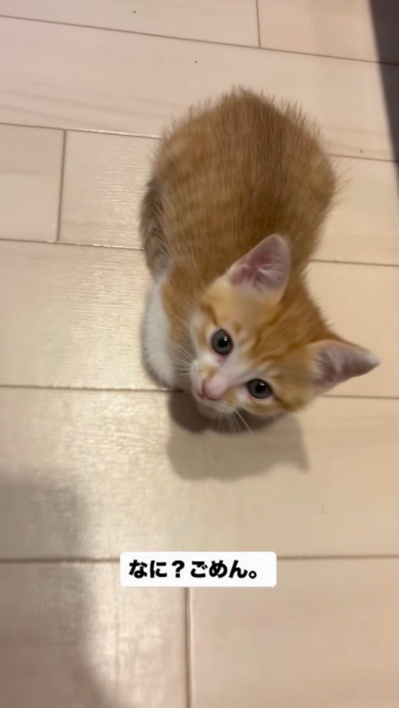 子猫に話しかける飼い主