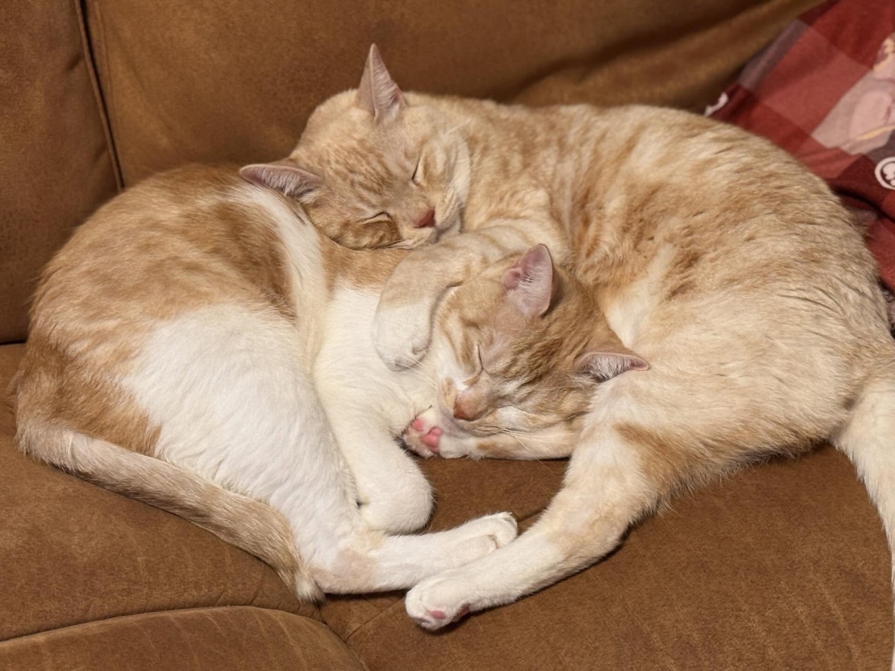 寝ている2匹の猫