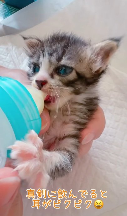 ミルクを飲んでいる子猫