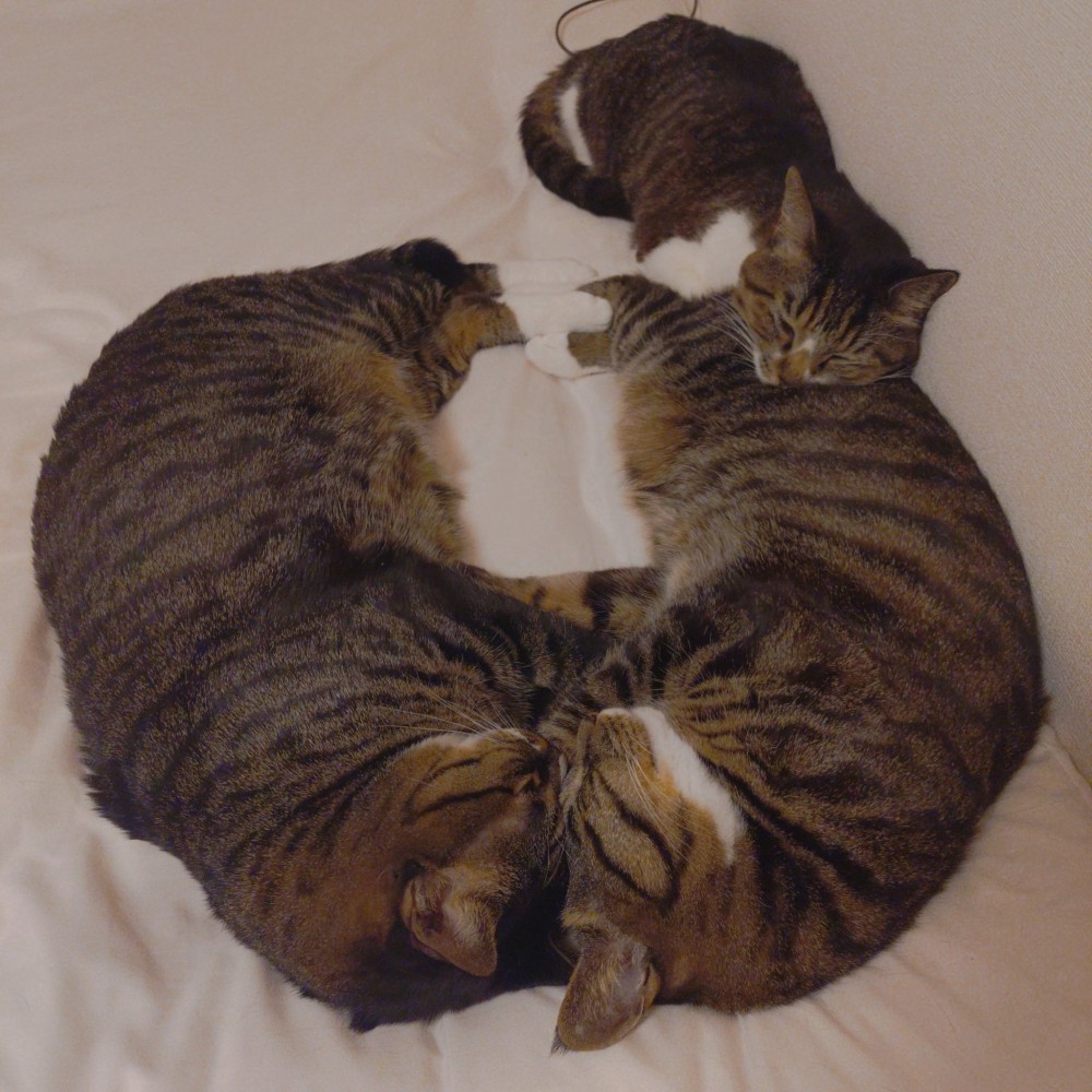 顔を合わせて寝ている2匹の猫と足元にくっつく猫