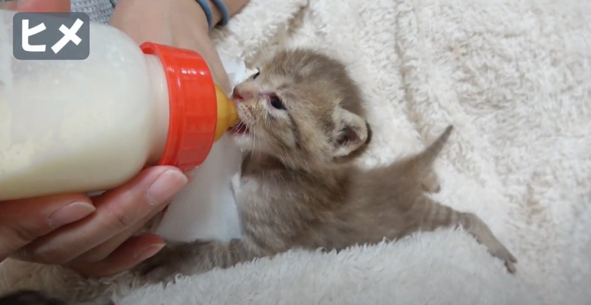 ミルクを飲む薄茶色の子猫