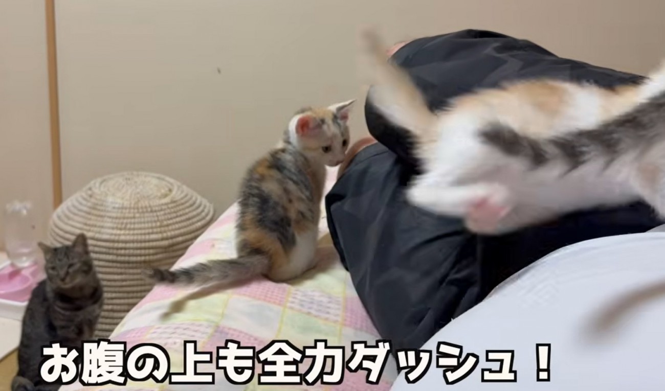 お腹の上に乗る子猫（お腹の上も全力ダッシュ！）
