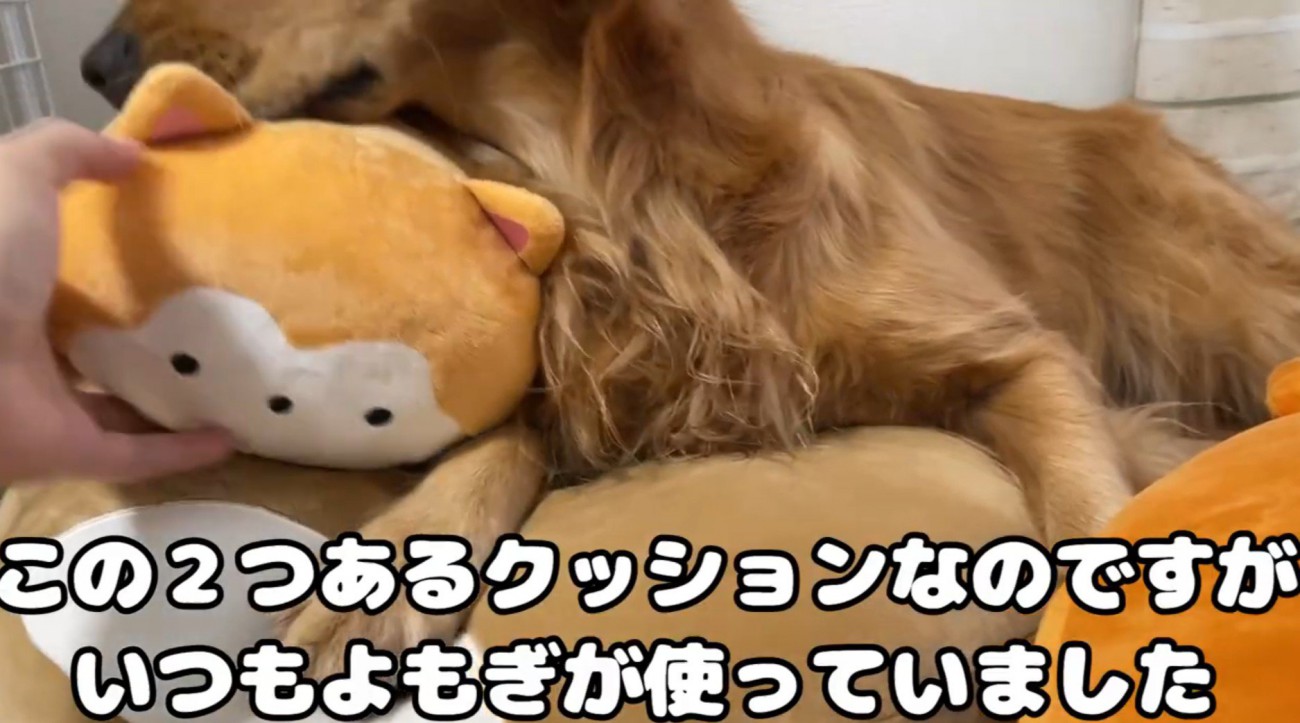 犬とクッション