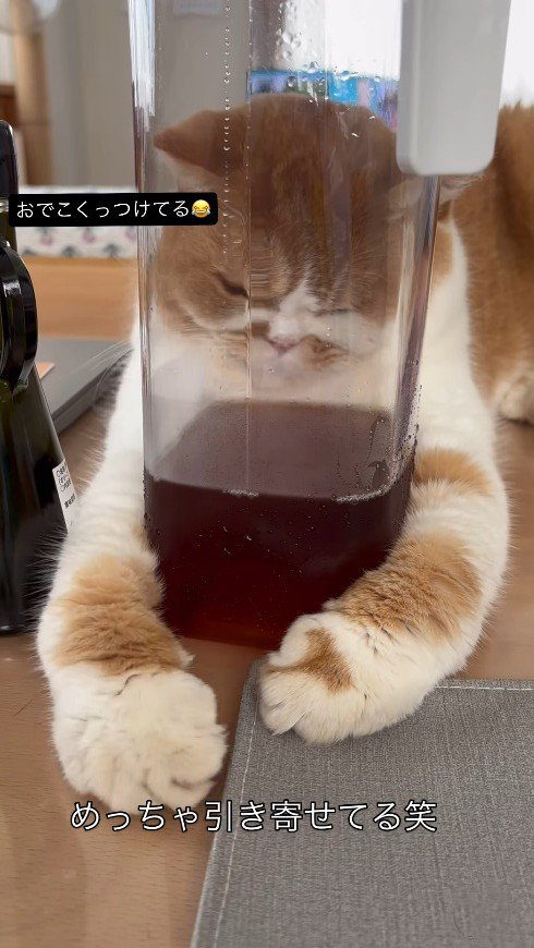 おでこをピッチャーの表面へ押し付ける猫