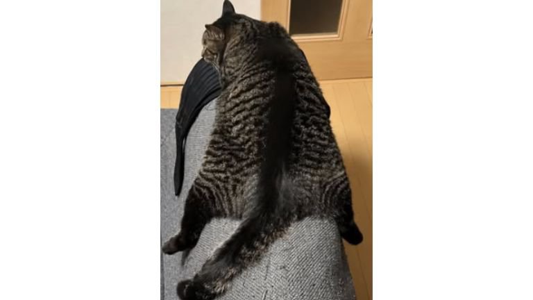ソファにいる猫たち