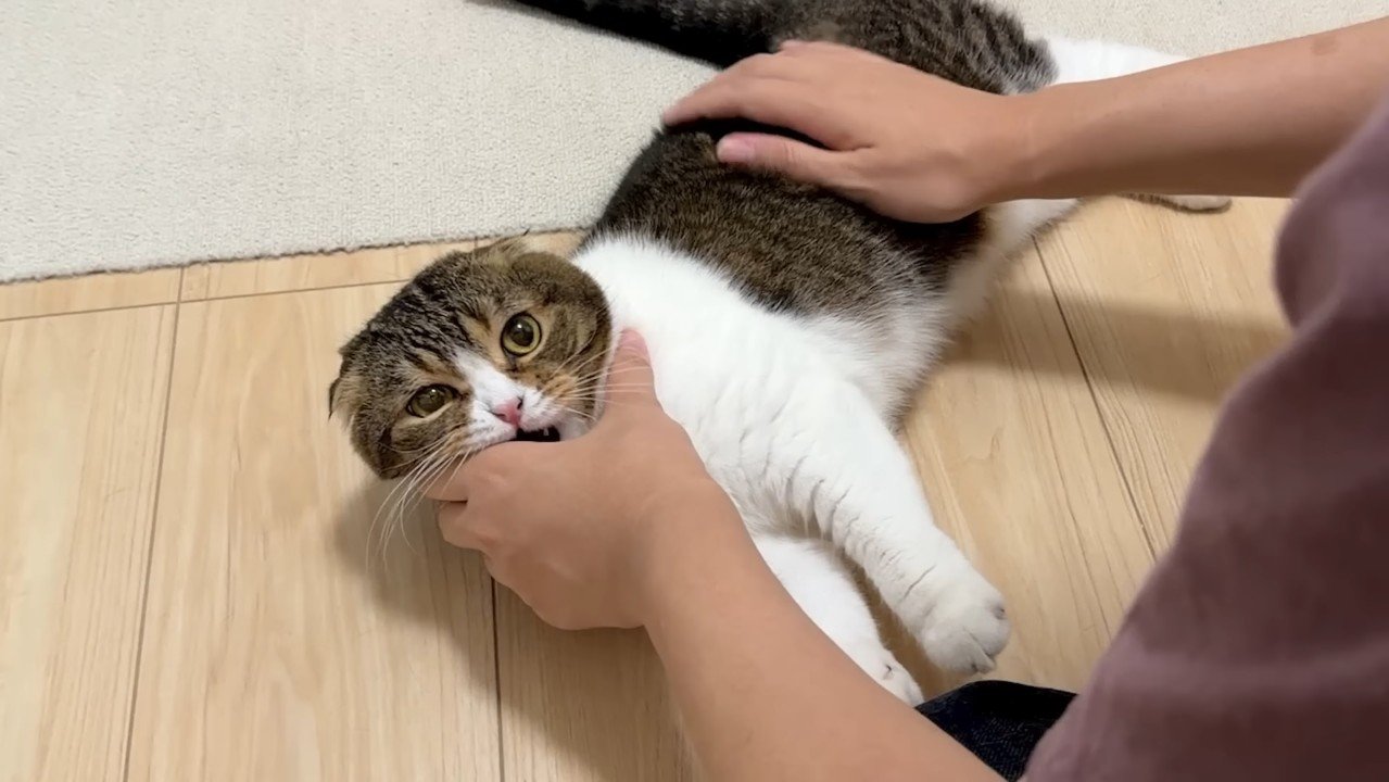噛みつき