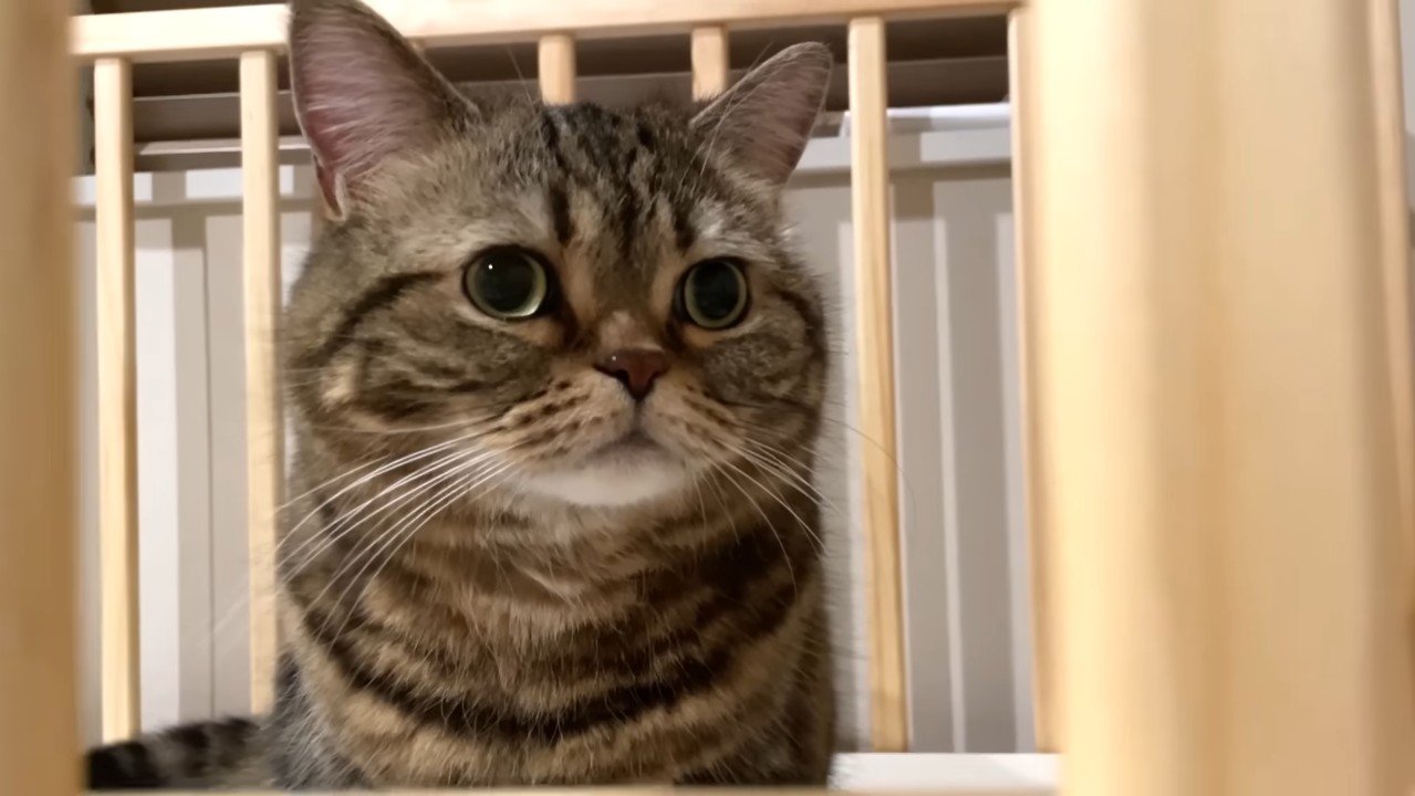 メルくんのアップ