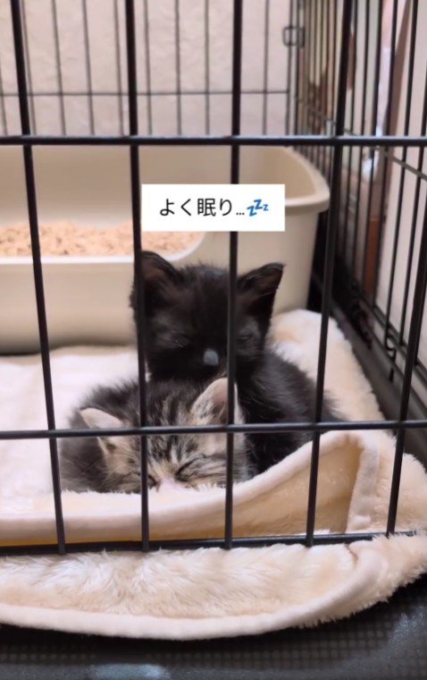 眠る2匹の子猫