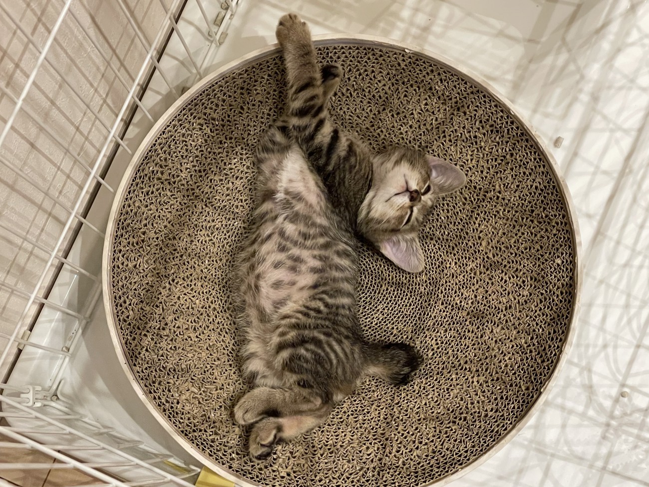 寝ている子猫