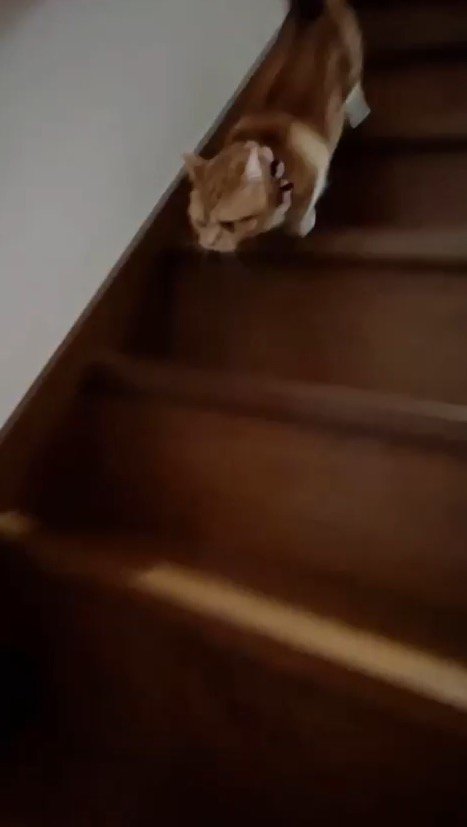 鳴き声を上げながら階段を下りる猫