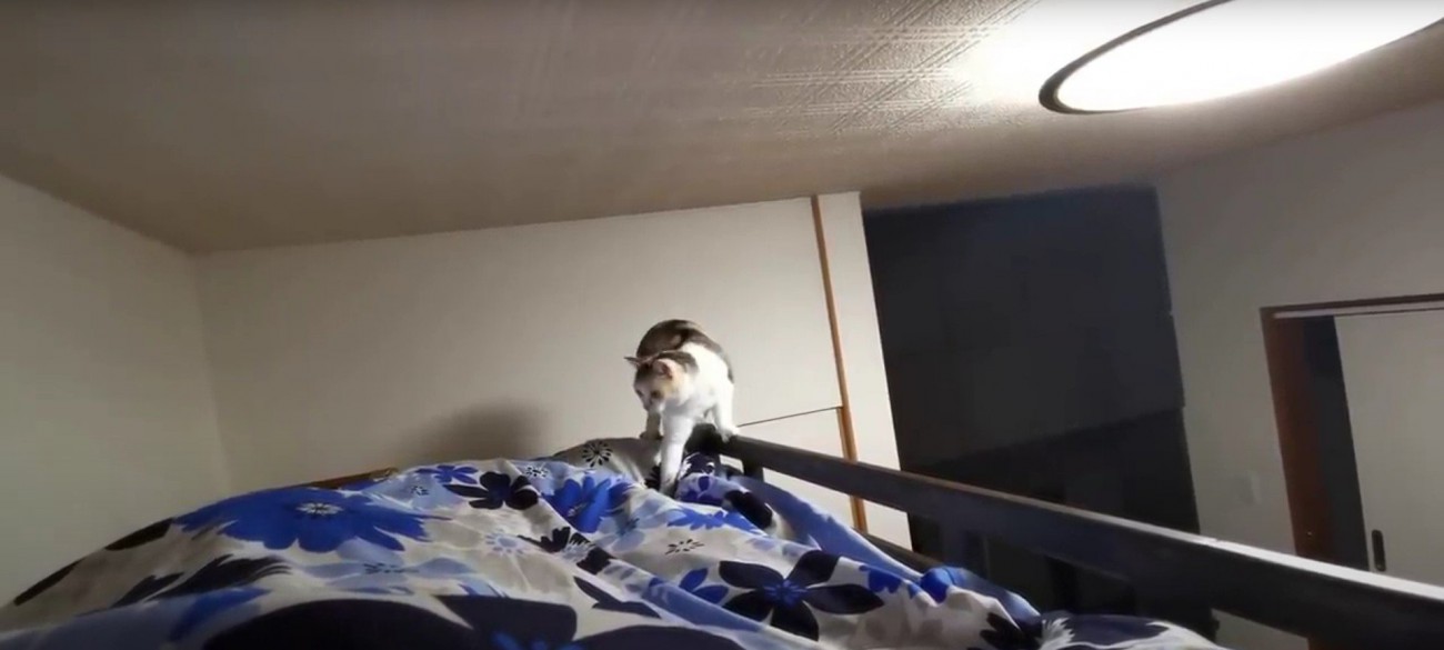 布団の上にいる猫