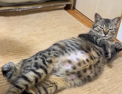 横になる出産前のアメルちゃん