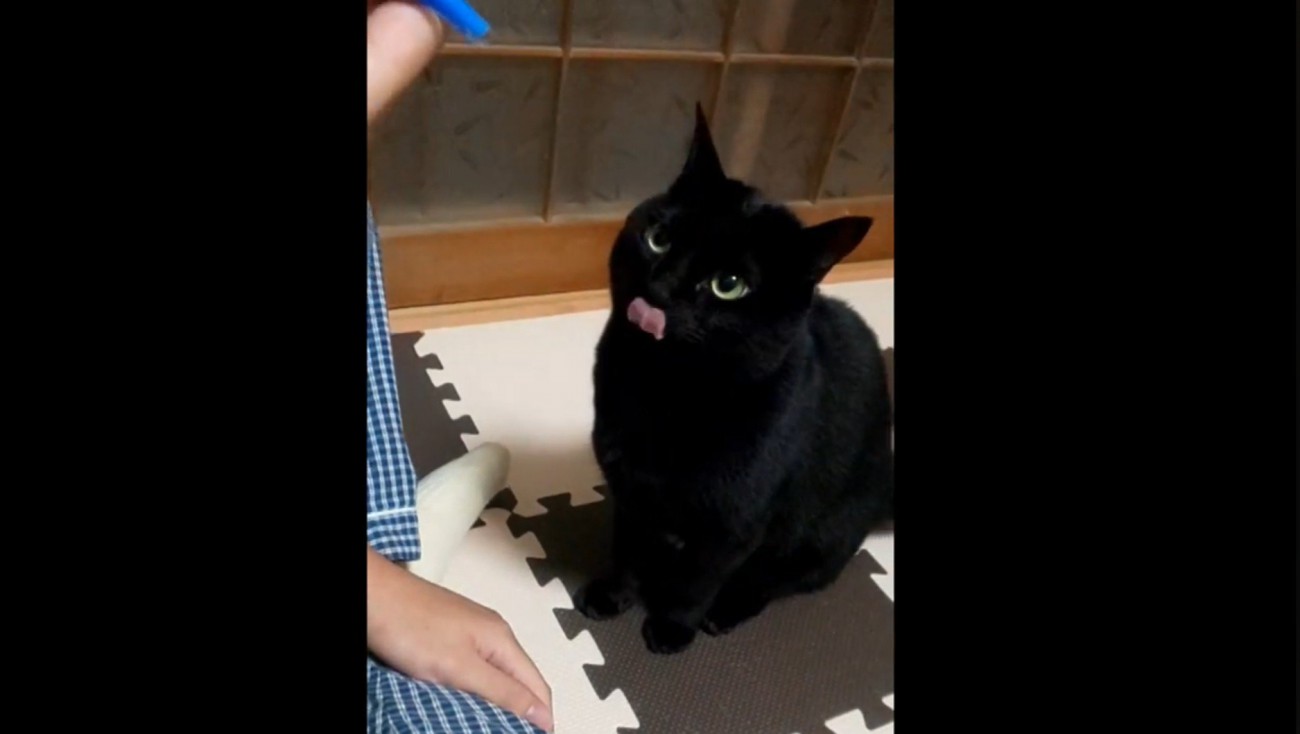 ベロ出す黒猫