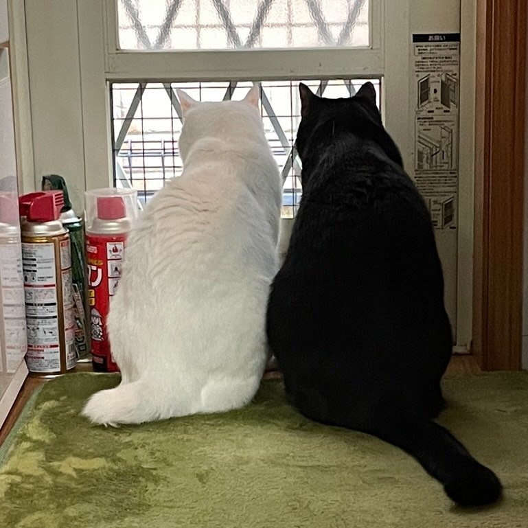 窓から外を眺める2匹の猫の後ろ姿