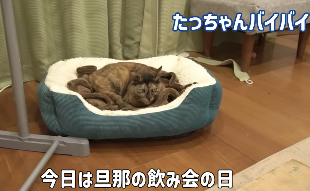 猫用ベッドで寝る猫