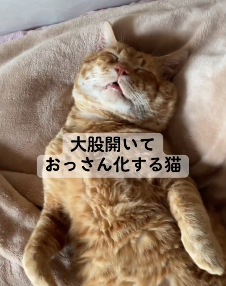 豪快に眠る猫