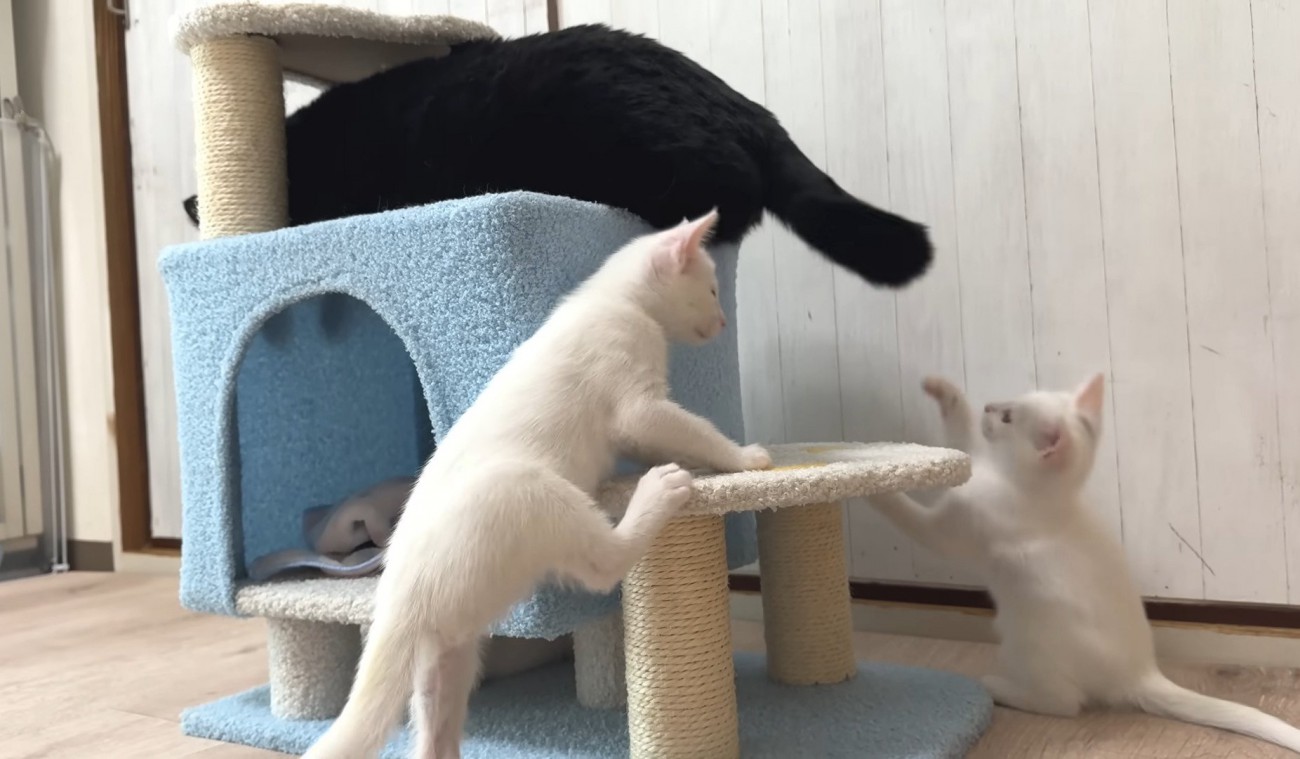 成猫のしっぽで遊ぶ子猫