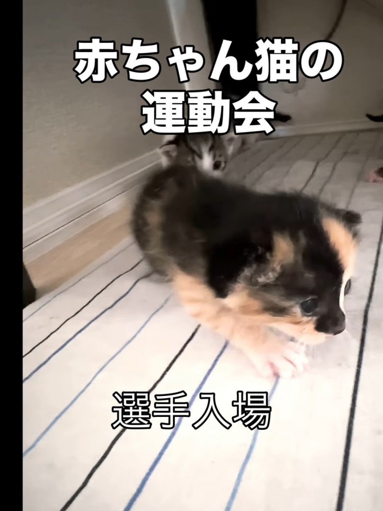 歩いてくる子猫たち