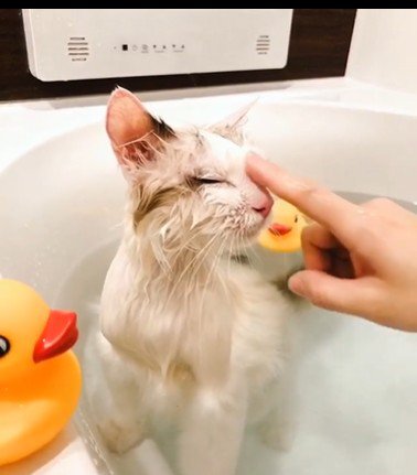 湯船に浸かっている猫