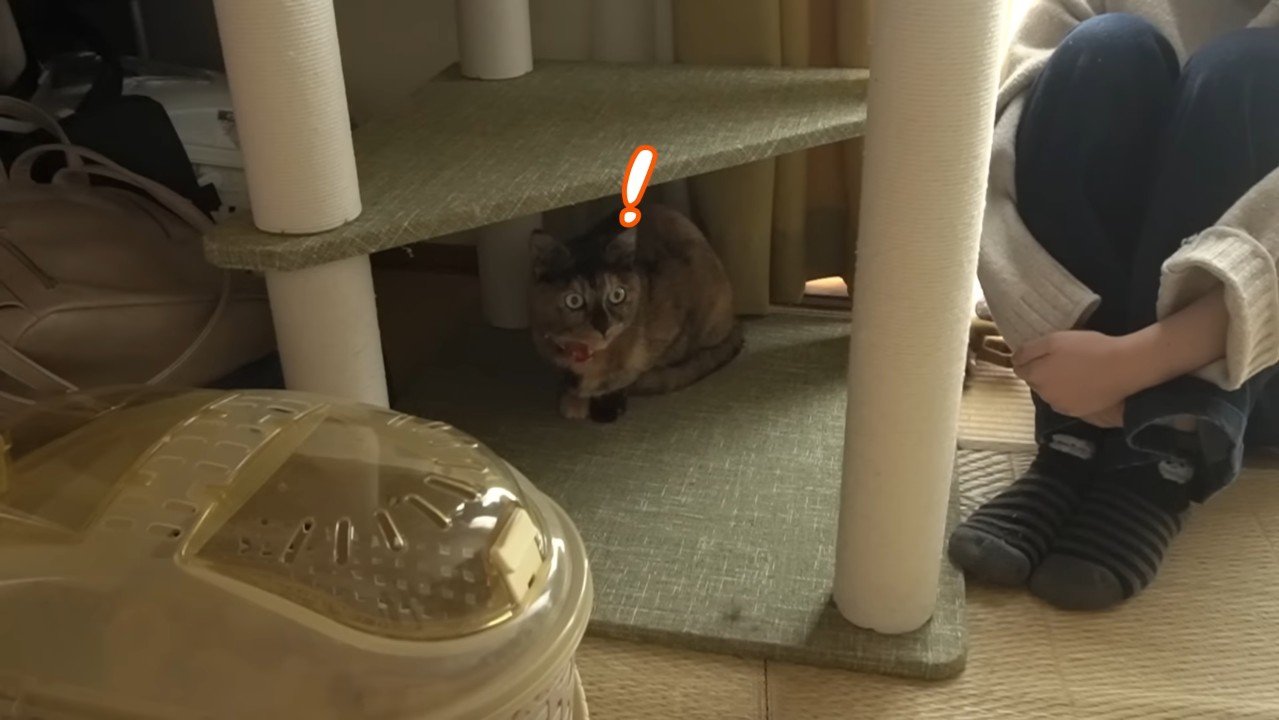 キャットタワーの下