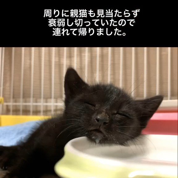 器に寄りかかる子猫