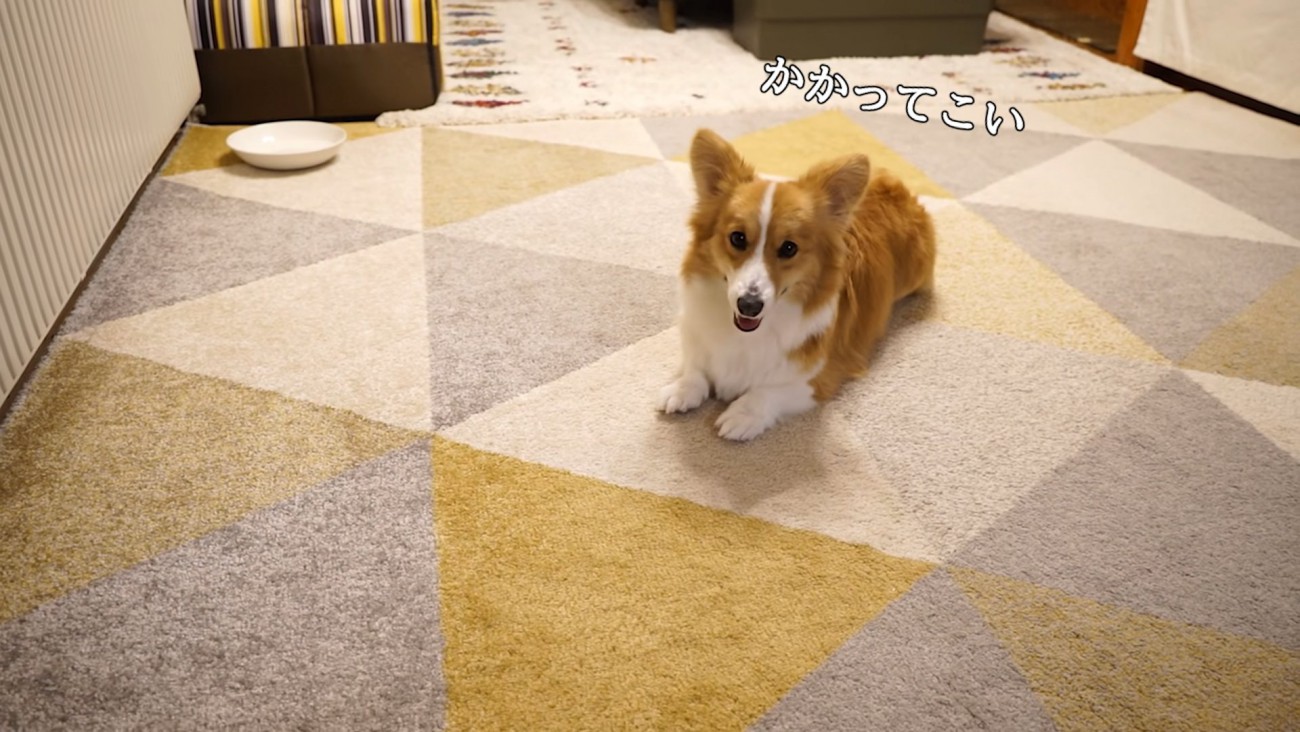 座っている犬