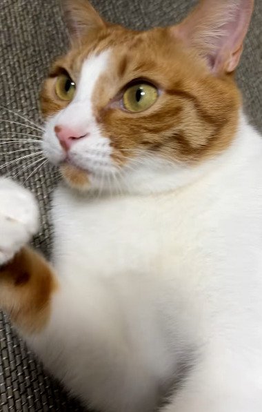 横を見る猫のアップ