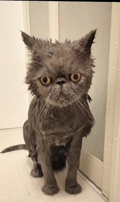 シャンプーをしている猫