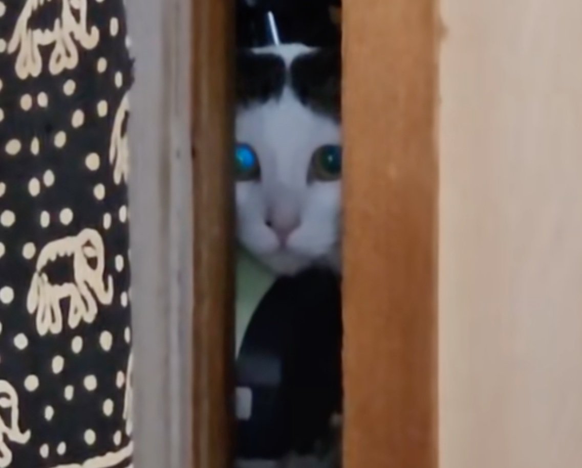 嫉妬心丸出しの猫