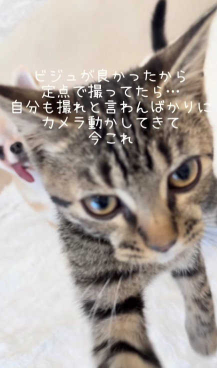 カメラを見る猫