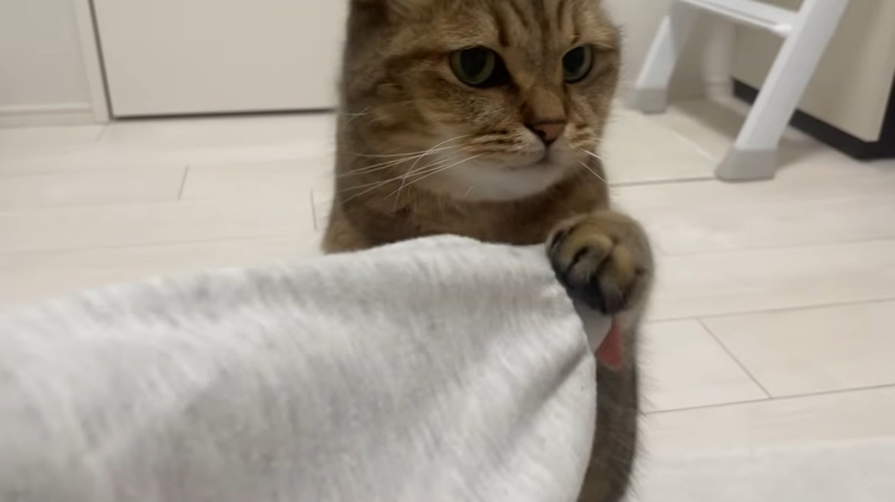 飼い主の手をつかんでいる猫