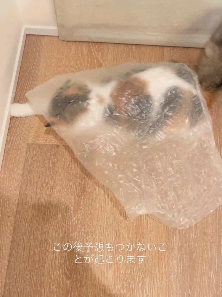 ビニールのシートの下にいる猫