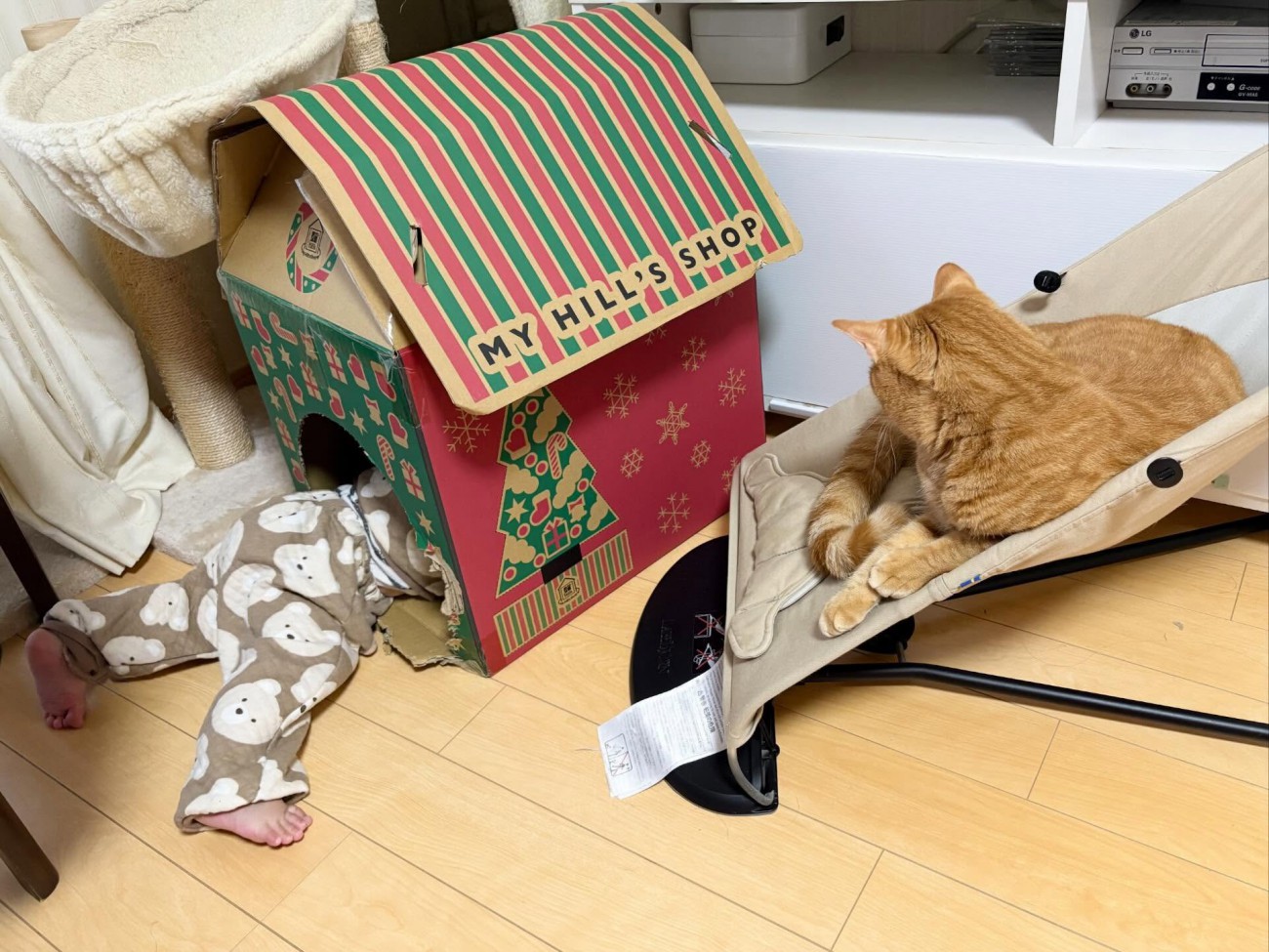 キャットハウスの赤ちゃんとバウンサーにのる猫