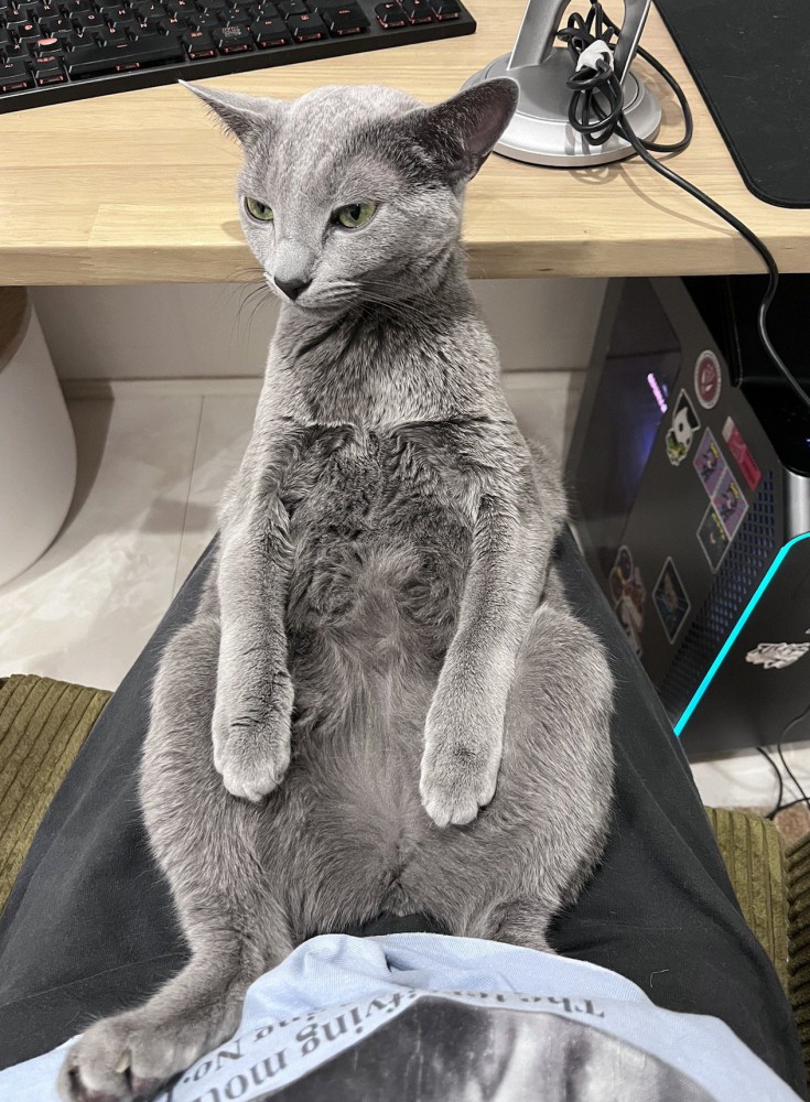 飼い主の膝の上で足を開いて座る猫