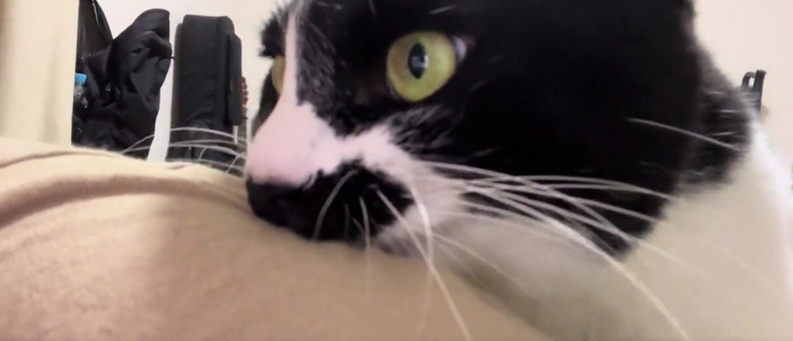 飼い主の服を噛む猫