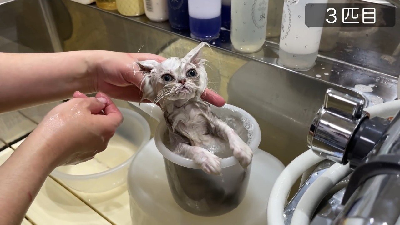 3匹目、手桶の中