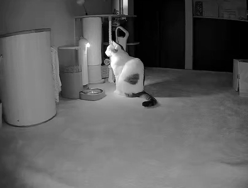 暗い部屋の中に座り込む猫