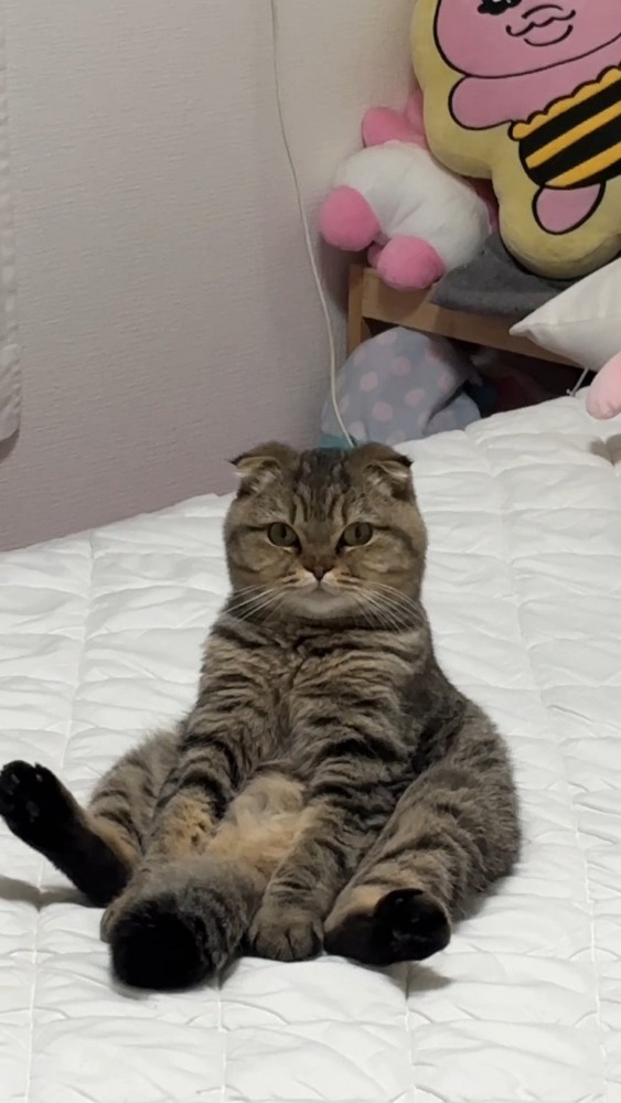 スコ座りをする猫さん