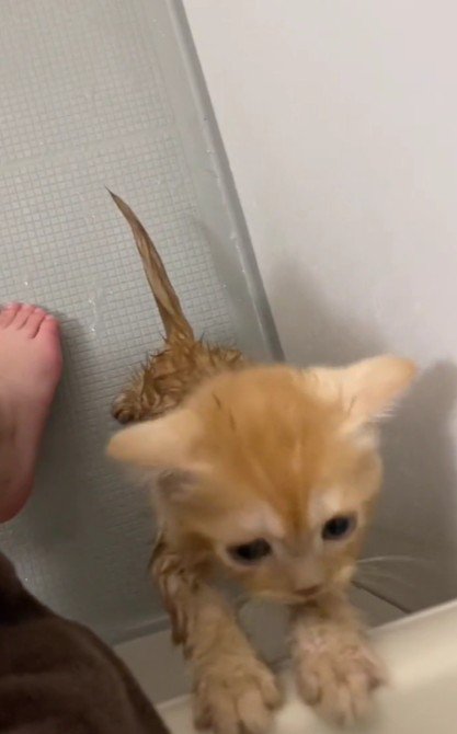 お風呂を嫌がる子猫