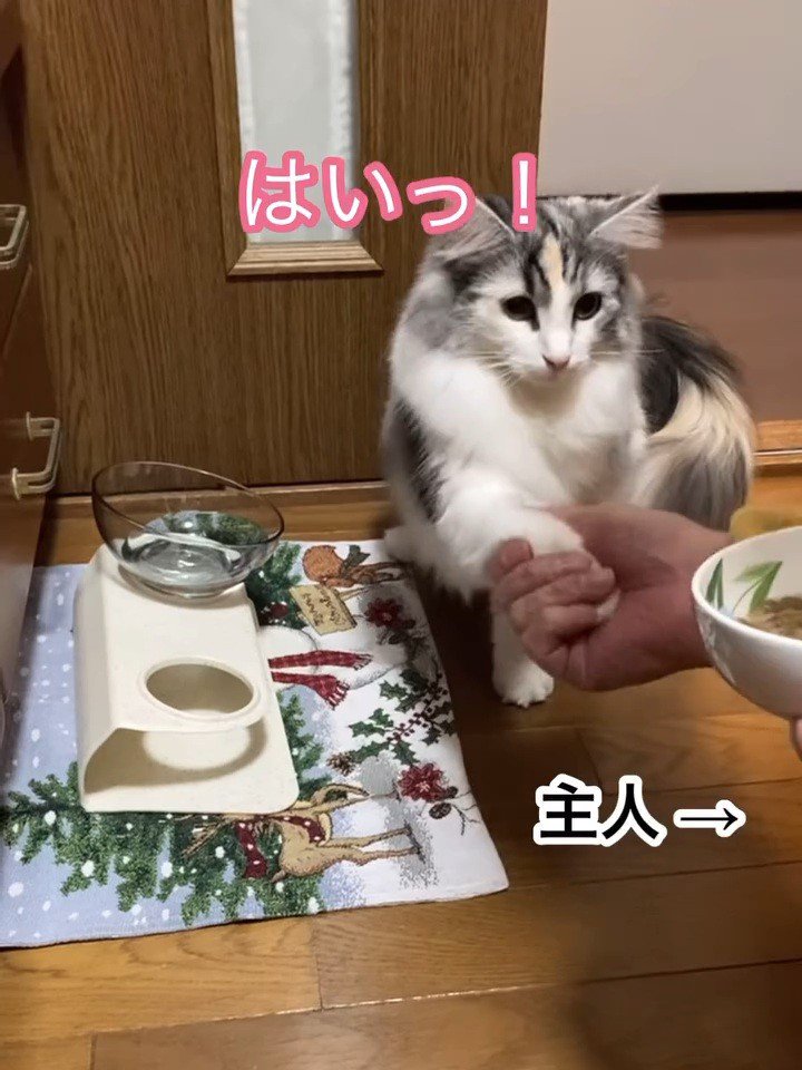 お手をする猫