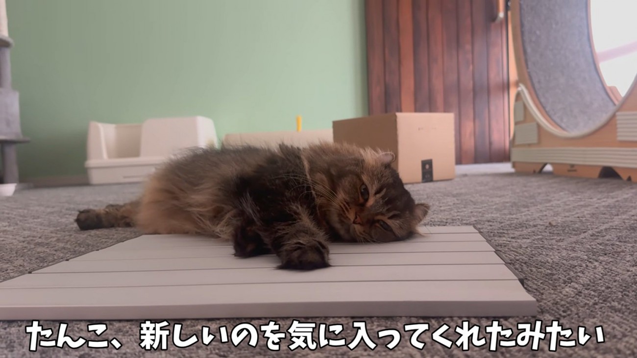 くつろぐ猫